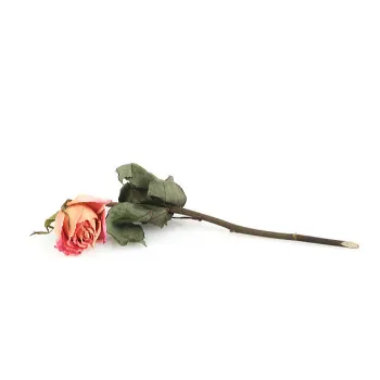 Dry Rose Leaves